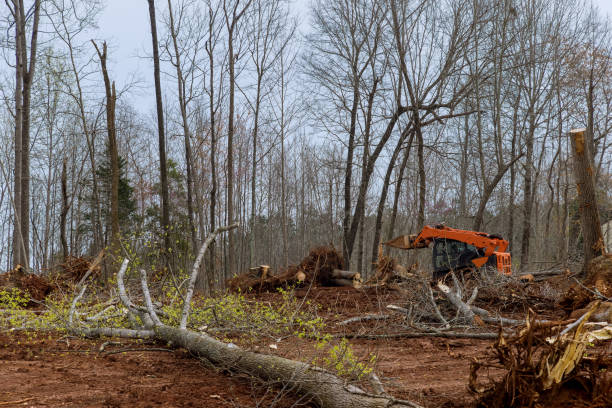 How Our Tree Care Process Works  in  Mickleton, NJ